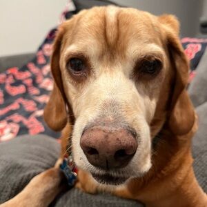 Meet your Posher, Pamela